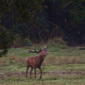 Chambord: the sound of the stag’s bellow